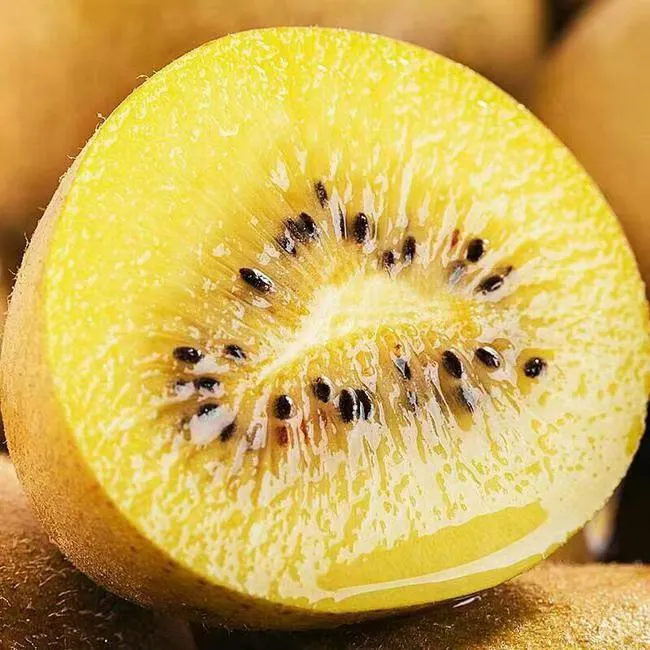 超大果 海螺沟黄心猕猴桃 十斤装 当季新鲜 产地直发 整箱包邮