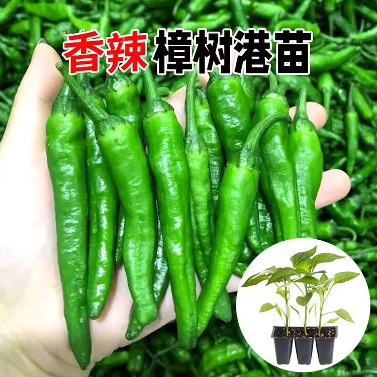 正宗樟树港椒秧苗种樟树辣椒种优质辣椒种子新种微辣四季播种辣椒