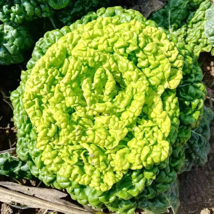 精选奶油黄心乌种子耐寒黄心乌塌菜种籽菊花心青菜四季蔬菜种子秋