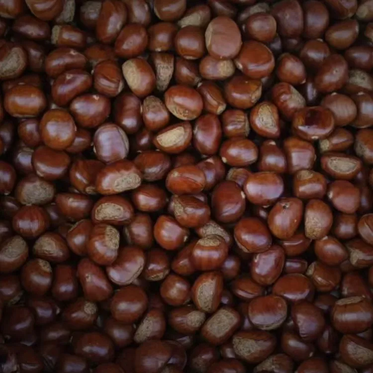 正宗怀柔熟油栗颗颗饱满易剥皮（当天现炒当天发）