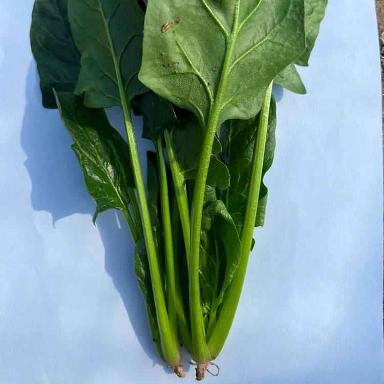 山东嫩菠菜凉拌热炒沙拉火锅新鲜包邮焯水后食用绵软中带着甘甜