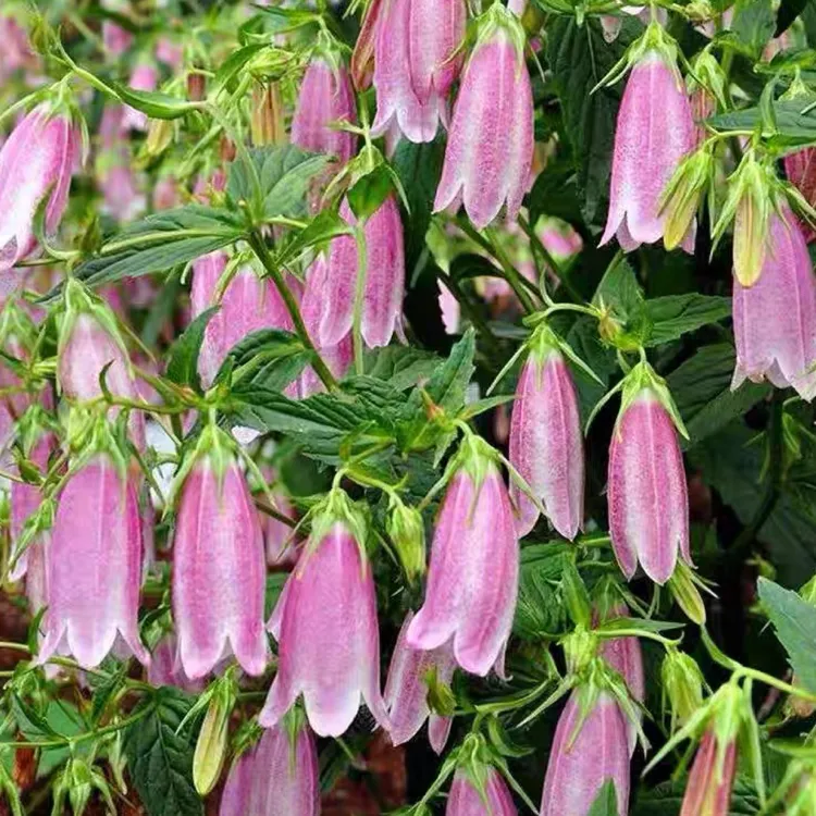 风铃草盆栽卢布紫斑婚礼钟声风铃草多年生宿根庭院阳台好养活