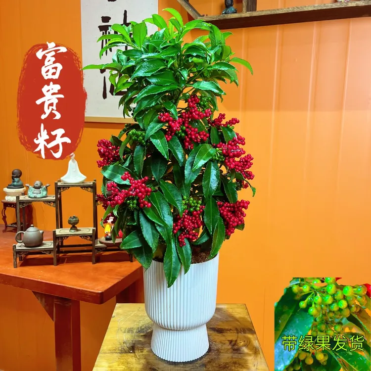 【带绿果发货】老桩富贵籽年宵花金玉满堂观果盆景室内盆栽绿植喜庆