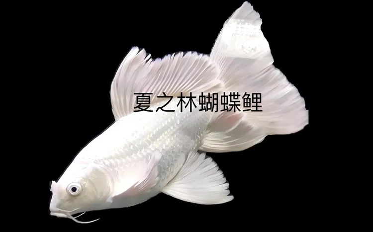 精品白色蝴蝶鲤观赏鱼大鳍大尾广温鱼好养活