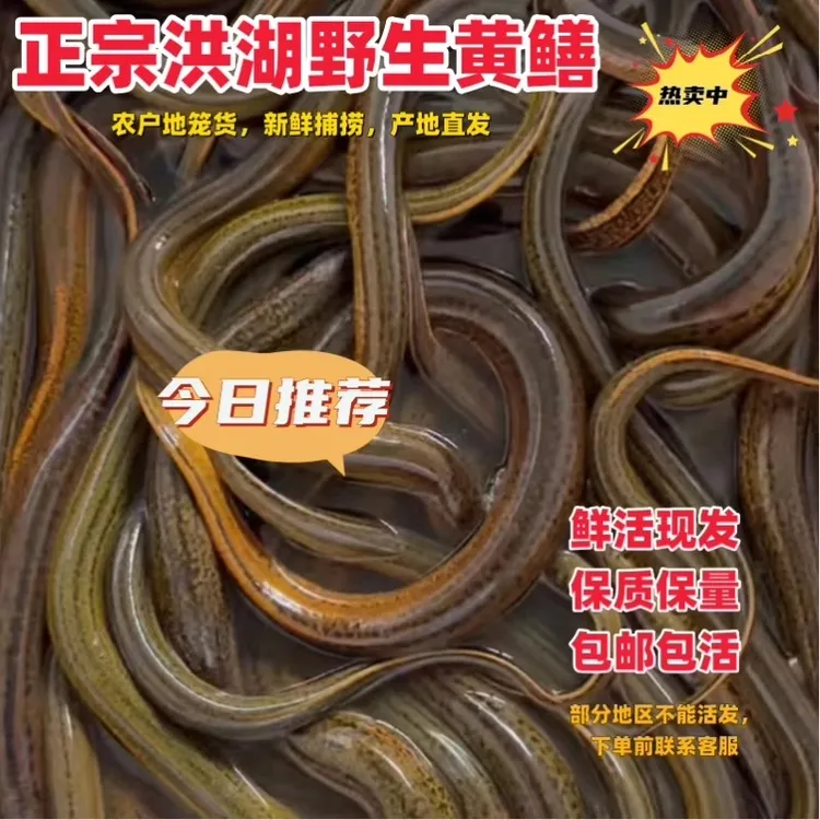 乡野土鳝鱼野外捕捞鲜活土黄鳝稻田鳝长鱼盘龙鳝丝大黄鳝新鲜活体