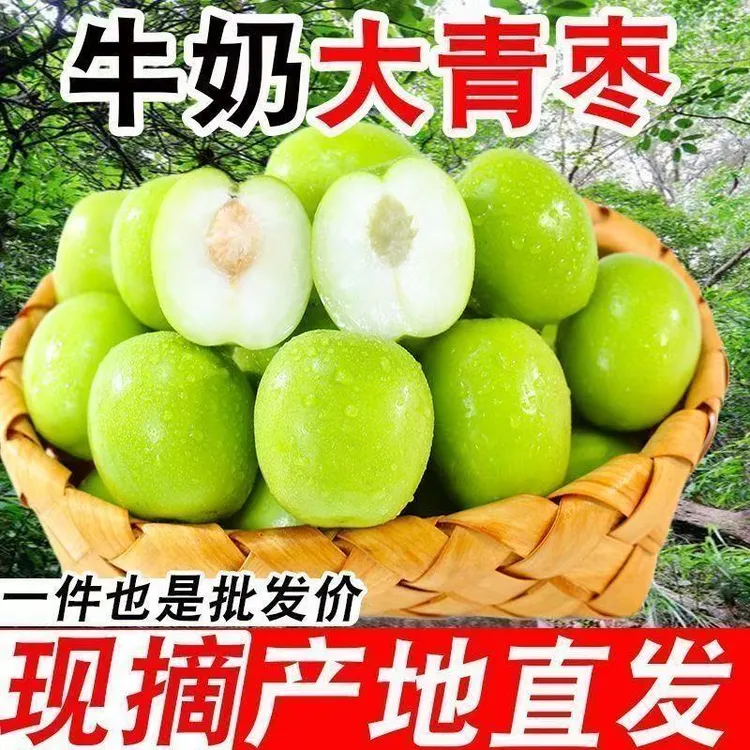 【京东WL】福建漳州新鲜当季牛奶大青枣清脆多汁孕妇水果现摘现发