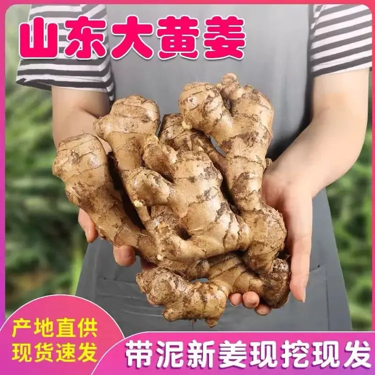 正宗山东大黄姜新鲜生姜现挖带泥老姜山地土姜辛辣月子姜