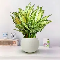 【高品绿植 翡翠皇后 彩叶植物】四季常青盆栽室内客厅阳台绿植盆栽