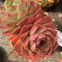 323杂交精品基地11厘米