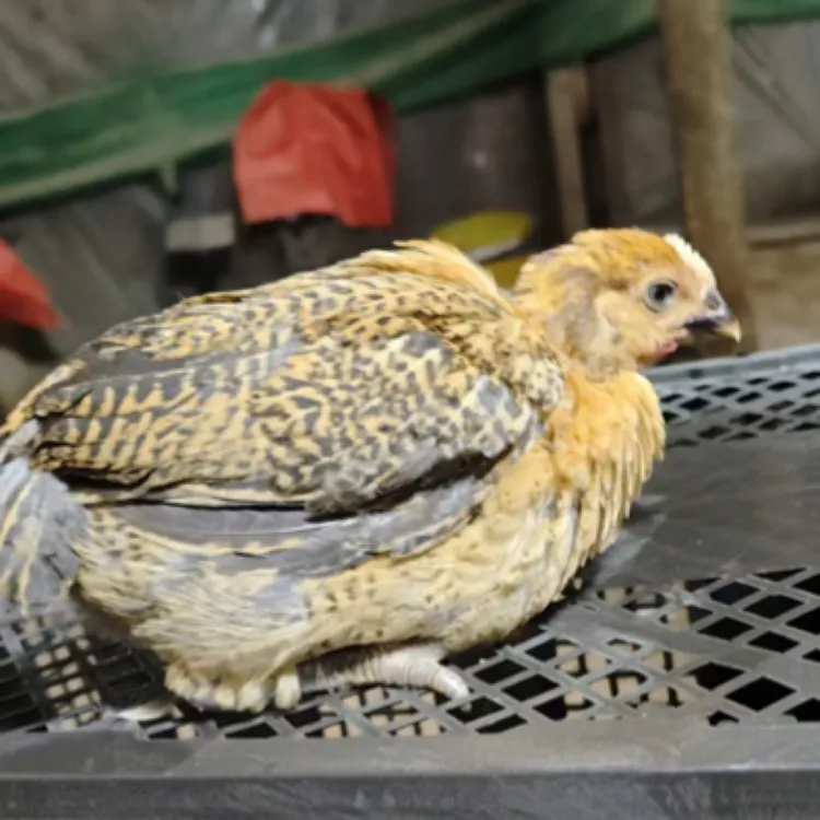 宠物鸡 麻羽品种活体发货