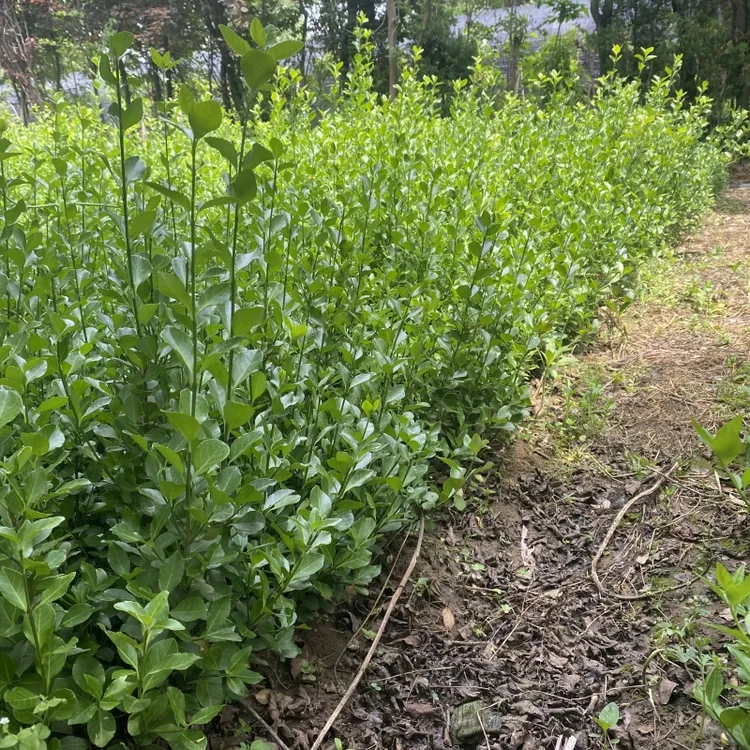 卫矛树苗小叶卫矛厂区小区花坛路道绿化工程别墅民宿景观四季常青