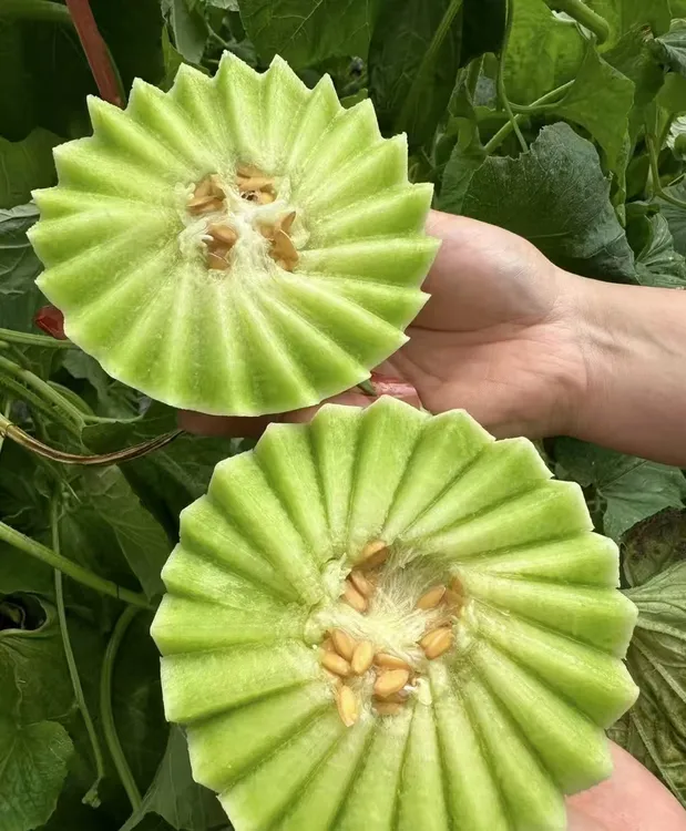 【坏果包赔】山东头茬玉菇甜瓜冰激淋甜瓜蜜瓜软糯香甜新鲜水果