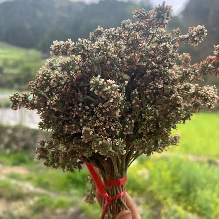 贵州大山野生蜜蒙花染米饭花