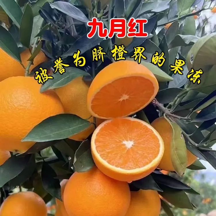 （现摘）湖北秭归九月红血橙伦晚果冻橙现摘无添加新鲜水果九斤包邮