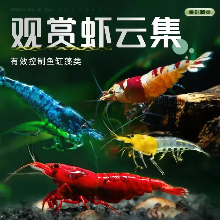 淡水观赏虾黑壳虾樱花虾水晶虾鱼缸造景除藻工具虾活体