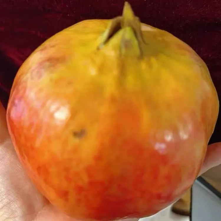 正宗四川突尼斯软籽石榴