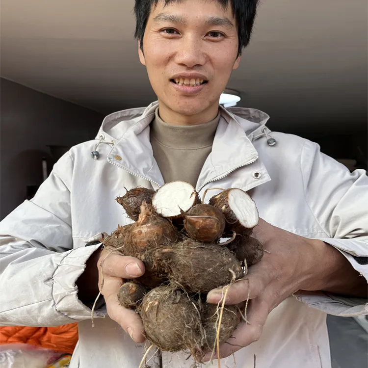 温州苍南本地红芽芋头现挖25年软糯毛芋头牛奶芋艿新鲜小芋头香芋