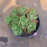 一物一拍多肉家里372腾云