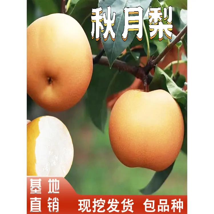 正宗秋月梨树苗南北方庭院地栽盆栽种植嫁接特大果树果苗当年结果