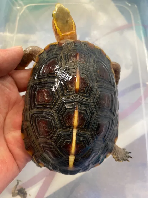 人工合法养殖证件齐全的宠物观赏安缘龟活体