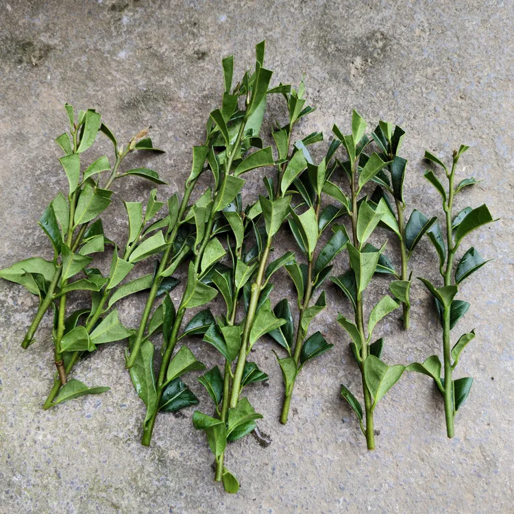 血红葫芦果嫁接枝条，20刀40个芽点