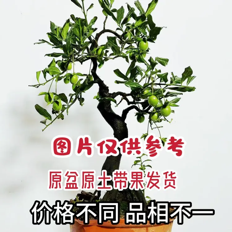 金弹子盆景180-880付款处，带盆带果发货 可自主下单购买