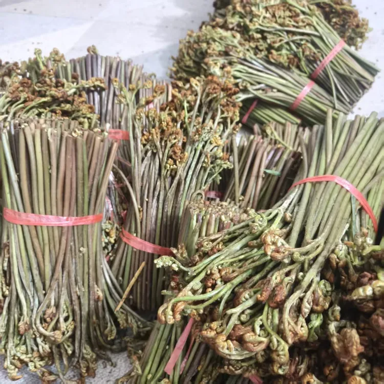 农家野生新鲜山野豆角蕨菜生豆角蕨菜拳头菜如意菜野山菜