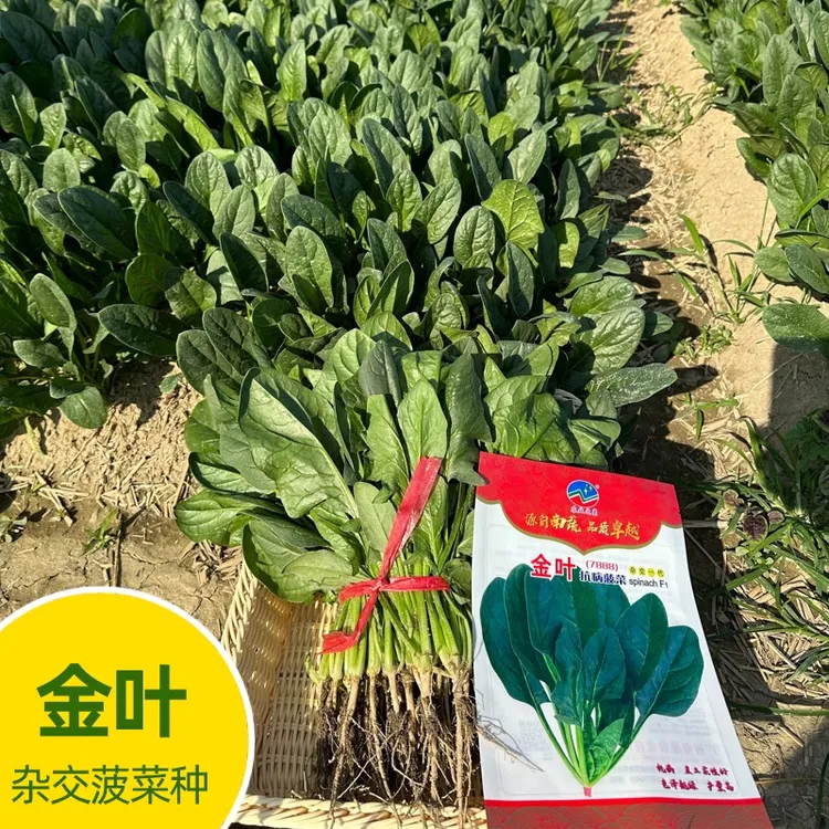 金叶杂交黑叶菠菜种子、直立长柄叶型  优选蔬菜基地种植品种