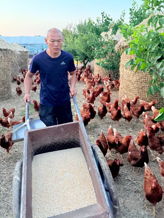 （顺丰包邮）黄油老母鸡 农家散养土鸡 肉质鲜美 现宰现发 冷链包邮