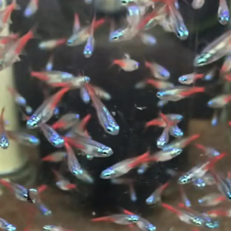 钻石灯鱼红莲小型淡水草缸群游热带观赏鱼活体