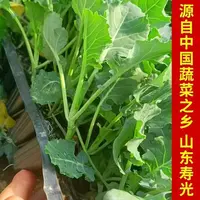 寿光西兰花秧苗西兰花苗四季高产带土发货盆栽地栽苗场直发