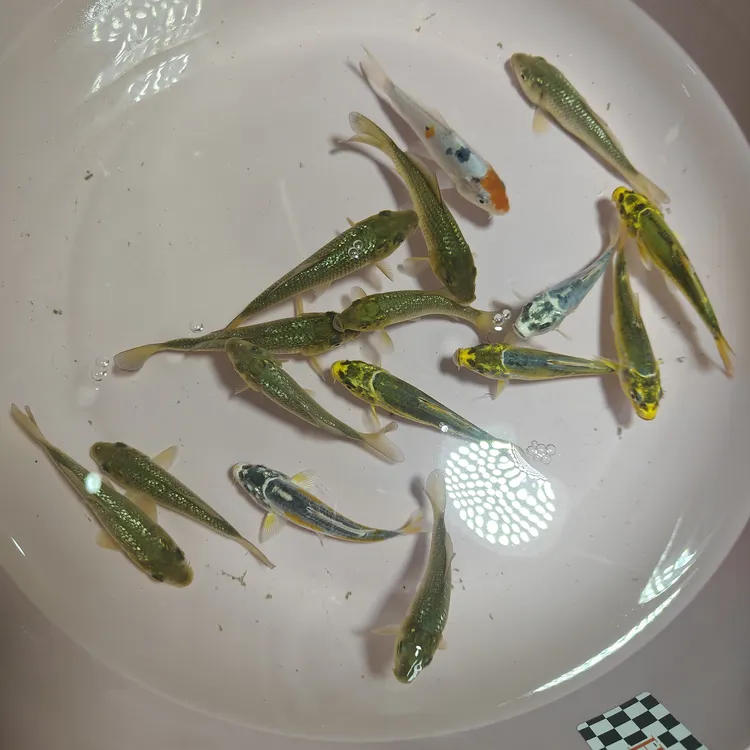 精品绿茶辉龙买5条送3条到手8条