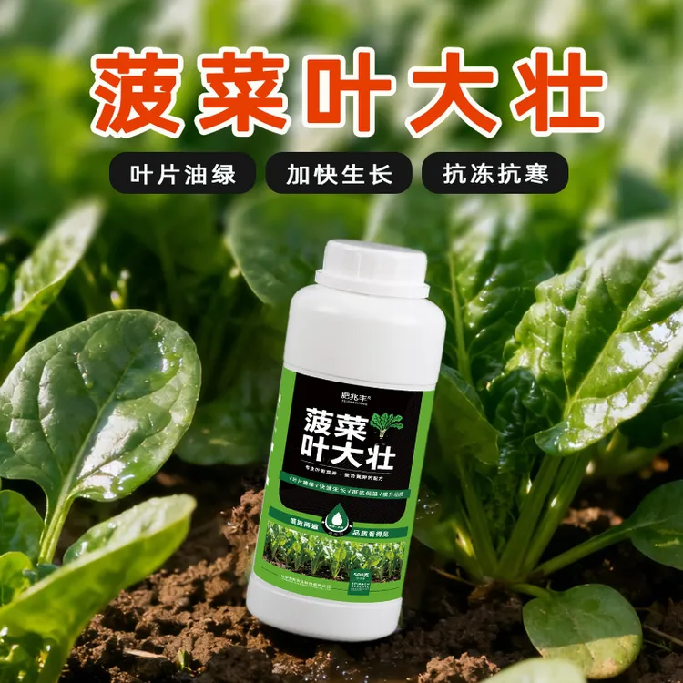 【菠菜叶大壮】提苗壮根色泽鲜嫩叶厚茎粗增强口感防病抗旱增产肥