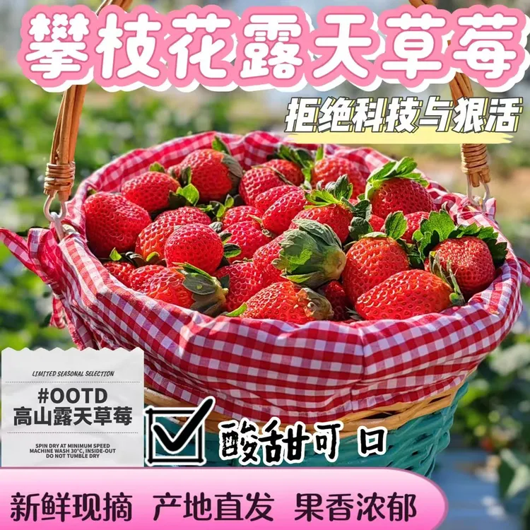 【小佩甄选】攀枝花草莓新鲜现货新鲜草莓草莓水果明日达