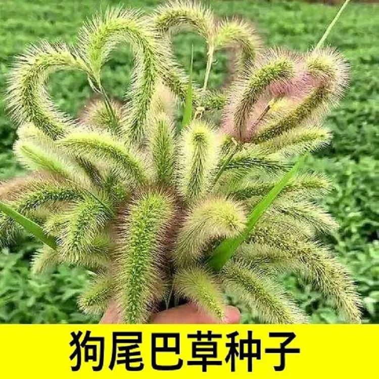 狗尾巴草种子耐寒耐旱耐贫瘠四季易活可作护坡绿化观赏狗尾草种籽