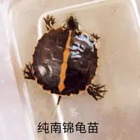南锦苗 南锦 可爱漂亮 新奇宠物