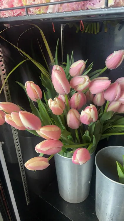 巨型三文鱼郁金香9+1防损支