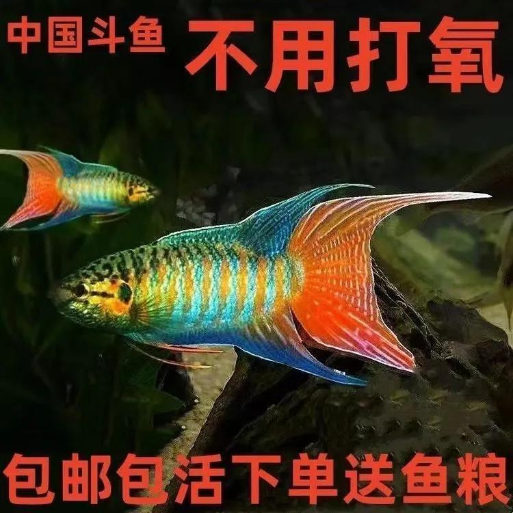 斗鱼冷水巨普鱼缸淡水鳑鲏鱼养好金鱼钻石鱼苗观赏鱼耐活鱼观赏鱼