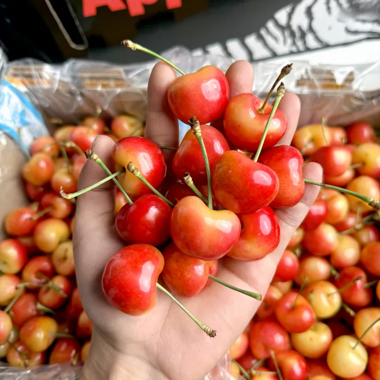 T智利空运雷尼尔 黄金车厘子2J-4J/礼盒1-4.4斤装顺丰/内附果径卡