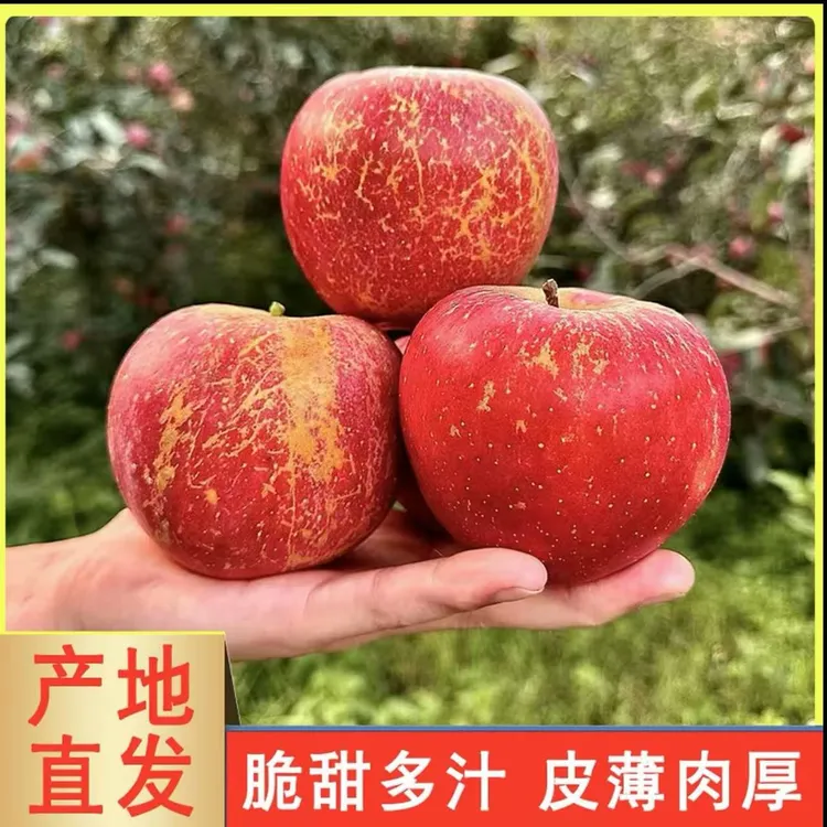 原生态云南昭通丑苹果新鲜脆甜5/10斤重量的果鲜红好吃