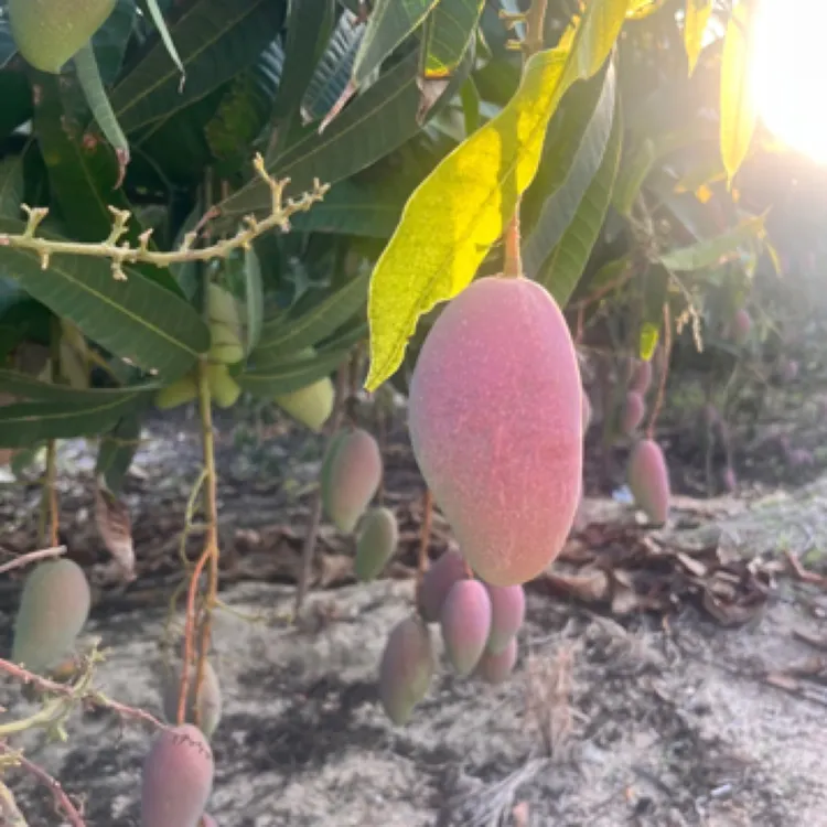 正宗海南贵妃芒 树上熟贵妃芒 海南红金龙 果园直发