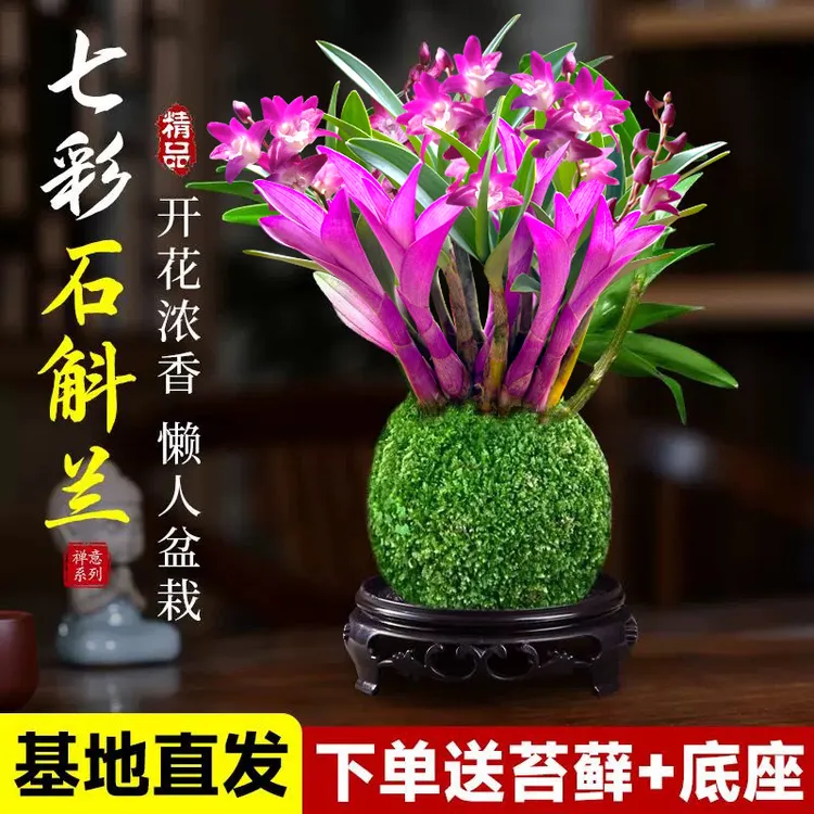 七彩香水石斛兰花四季开好养绿植浓香型石斛改善睡眠绿植净化空气