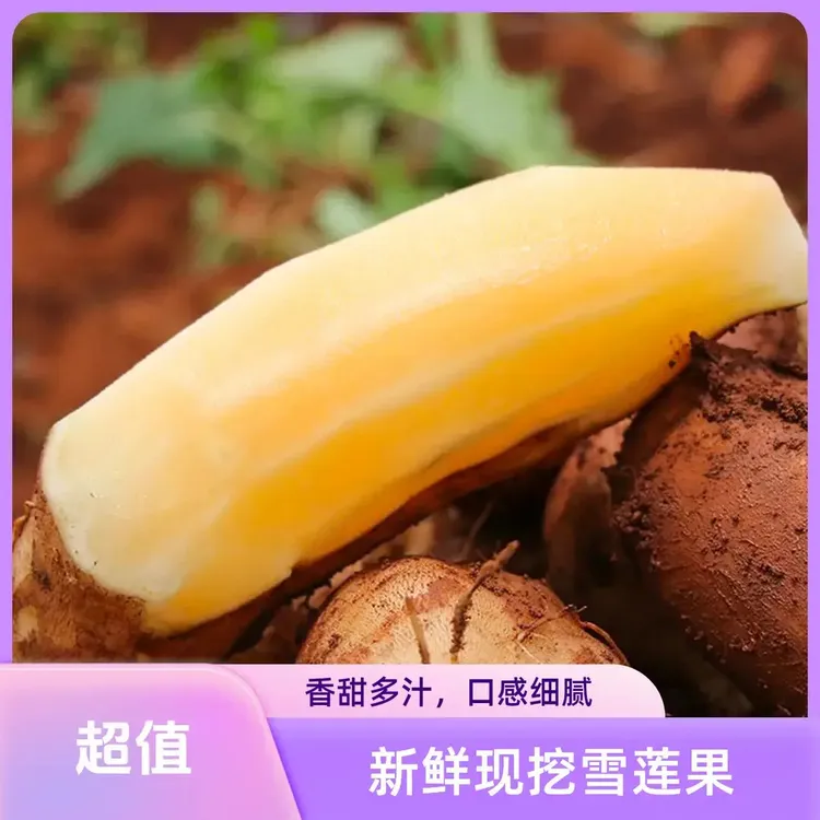 云南天山雪莲果清甜可口果农应季新鲜现挖产地直发整箱包邮商品图