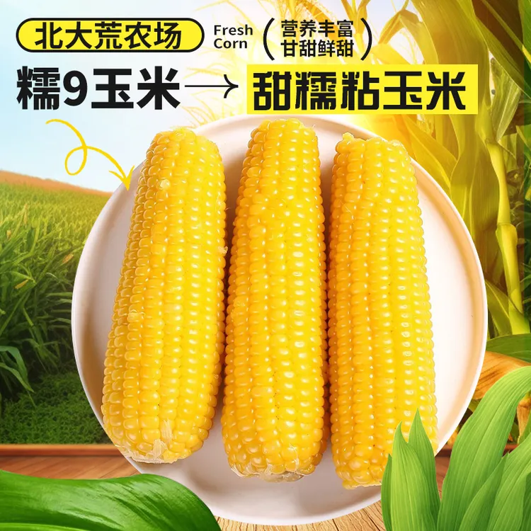 寒疆果都东北鲜食软糯玉米  香甜白糯正宗香甜软糯颜色黄糯糯
