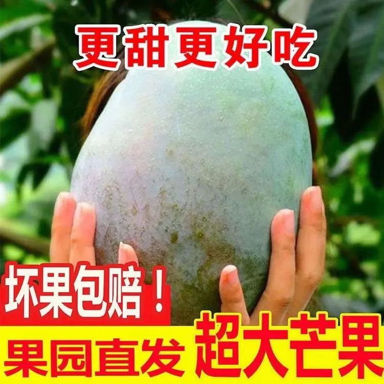 【凯特芒果】正宗攀枝花凯特大芒果酸甜多汁味道浓核小肉多芒