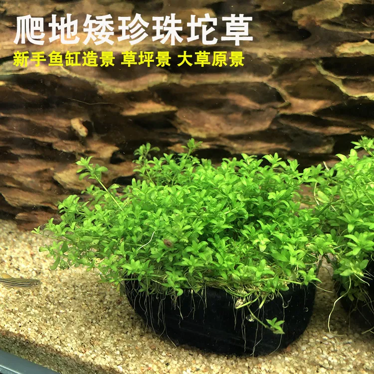 爬地矮珍珠水草鱼缸造景阴性水草植物新手入门水草