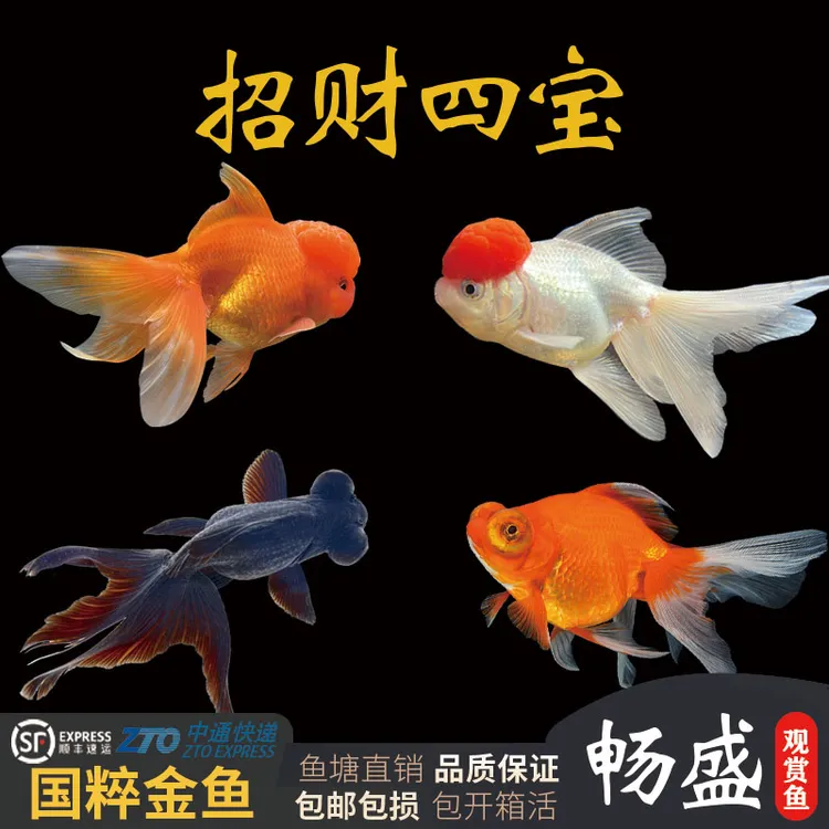 冷水小鱼观赏鱼小型淡水好养鱼鸿运当头鱼苗鹤顶红金鱼耐活淡水鱼