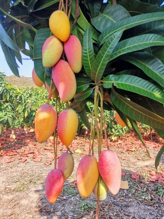 三亚老树贵妃芒海南直发香甜爆汁8斤礼盒装