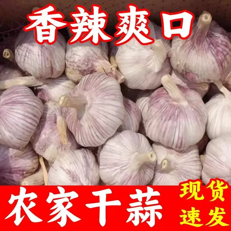 【5斤批发】25年新蒜新鲜晒干大蒜九成白紫皮蒜三斤蒜头干蒜含箱