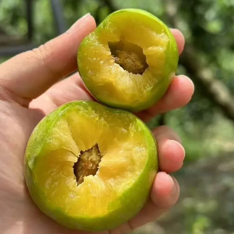 9月成熟金秋密脆李树苗、李子苗果树苗裸根苗果苗